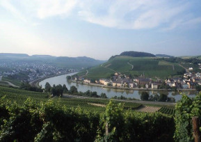 Wine vinyards Luxembourg